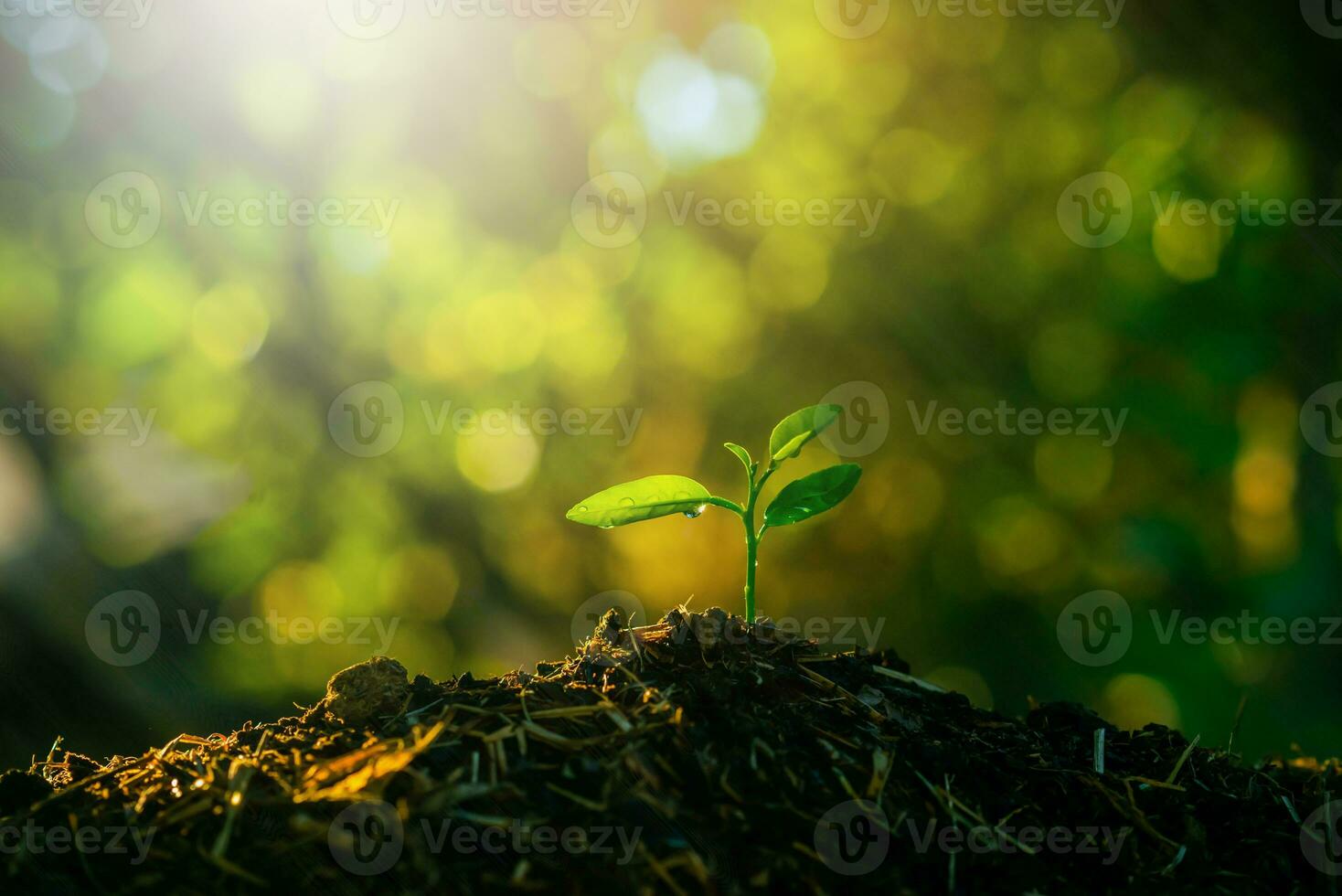 Seedling are growing in the soil with backdrop of the sunlight. Planting trees to reduce global warming. photo