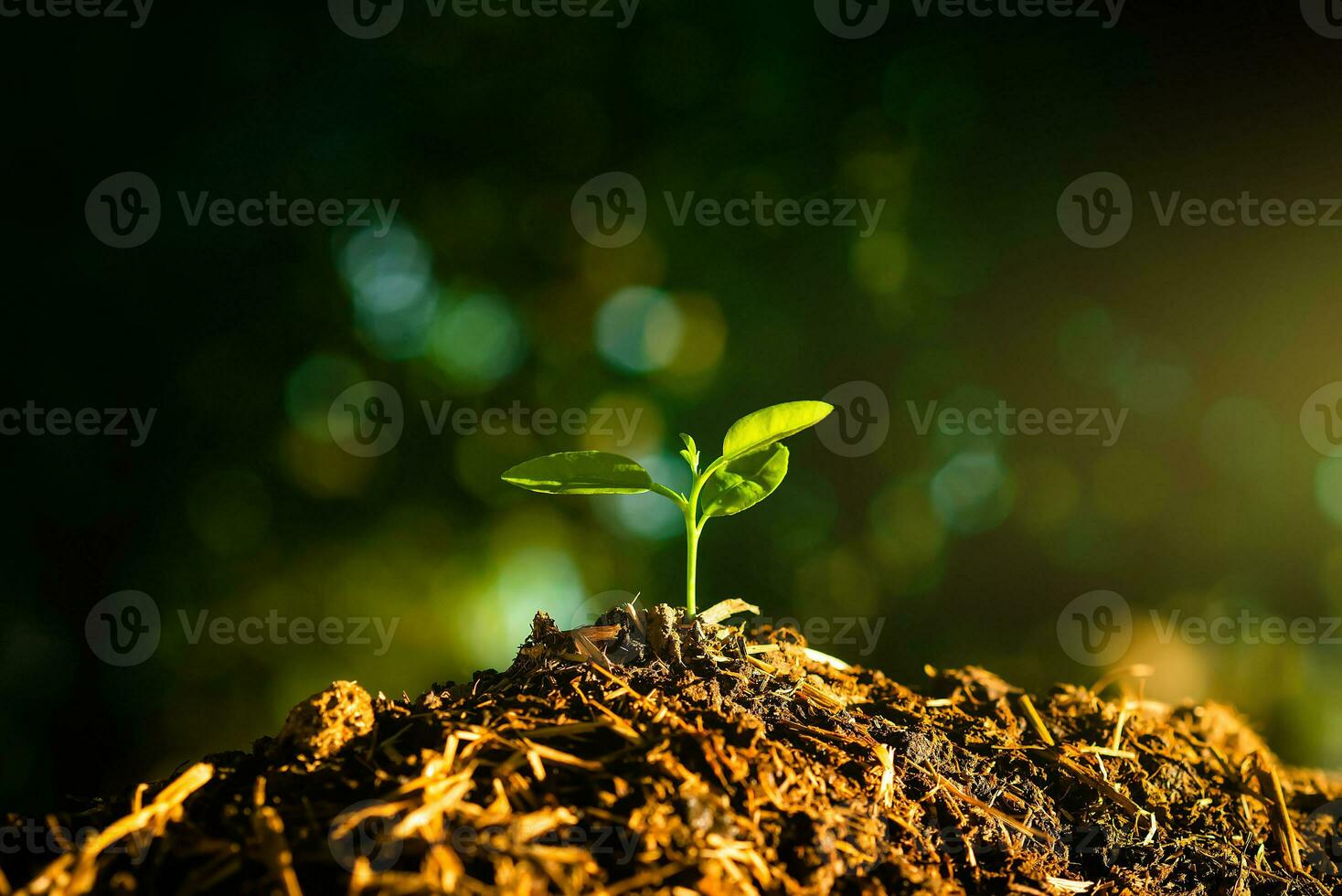 Seedling are growing in the soil with backdrop of the sunlight. Planting trees to reduce global warming. photo