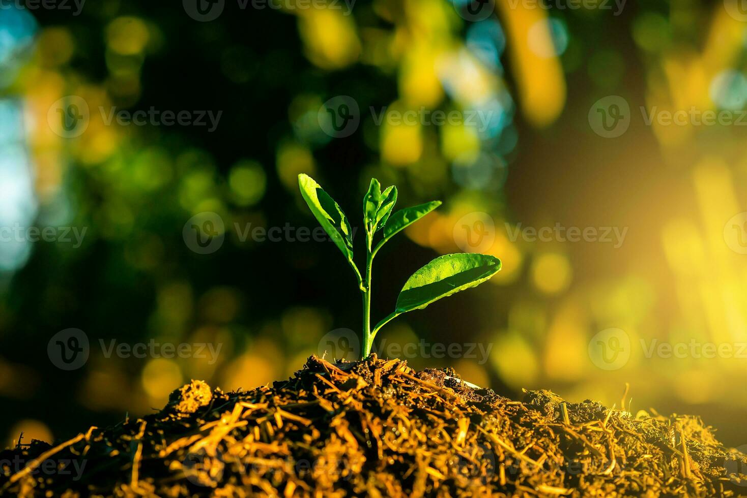 Seedling are growing in the soil with backdrop of the sunlight. Planting trees to reduce global warming. photo