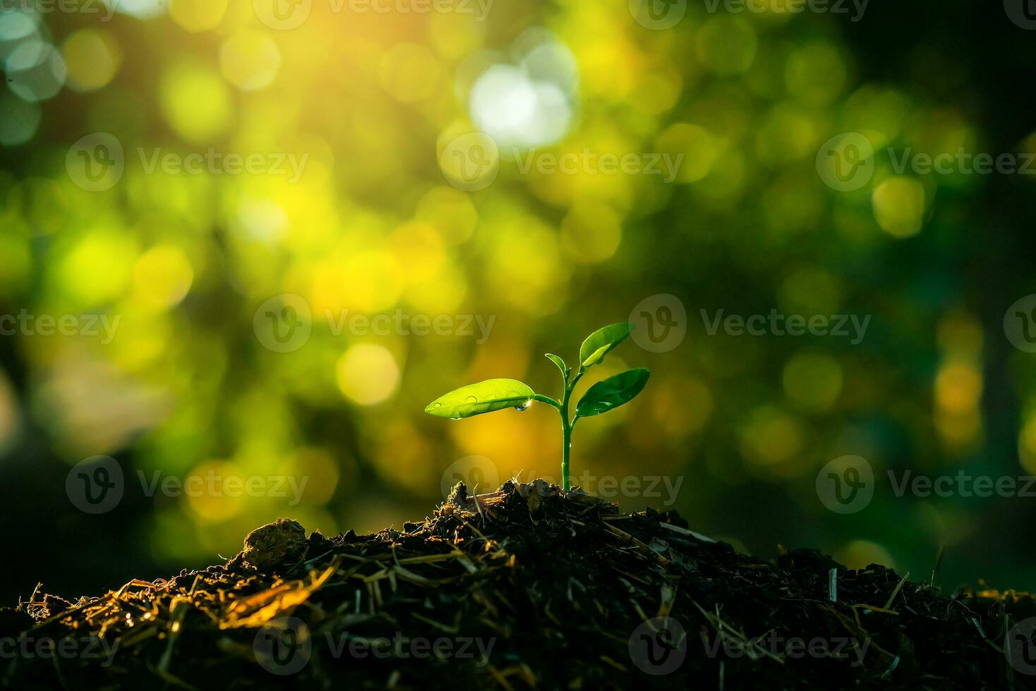 Seedling are growing in the soil with backdrop of the sunlight. Planting trees to reduce global warming. photo