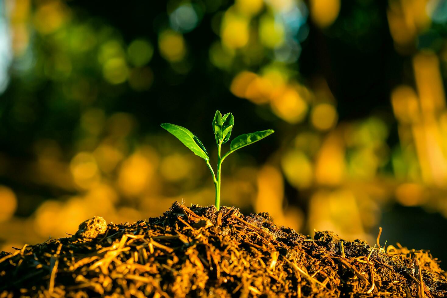 Seedling are growing in the soil with backdrop of the sunlight. Planting trees to reduce global warming. photo