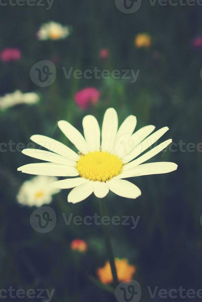 blanco camomiles creciente en un verde salvaje prado en un verano día en de cerca foto