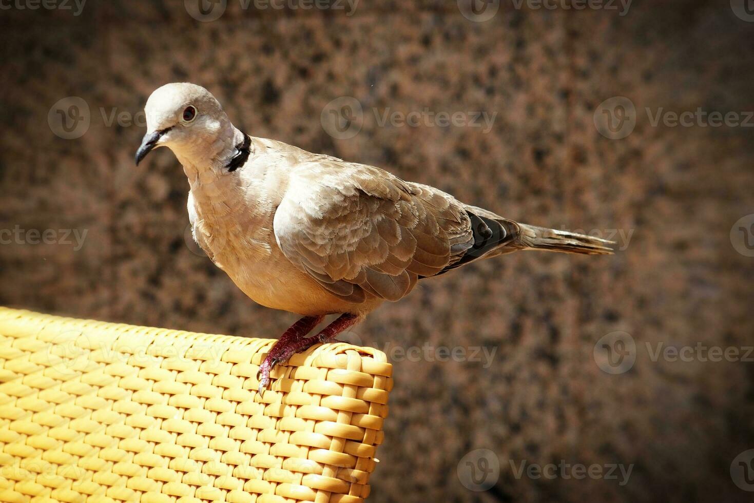 wild free bird pigeon sitting on a chair in a cafe by the ocean on a warm summer day photo