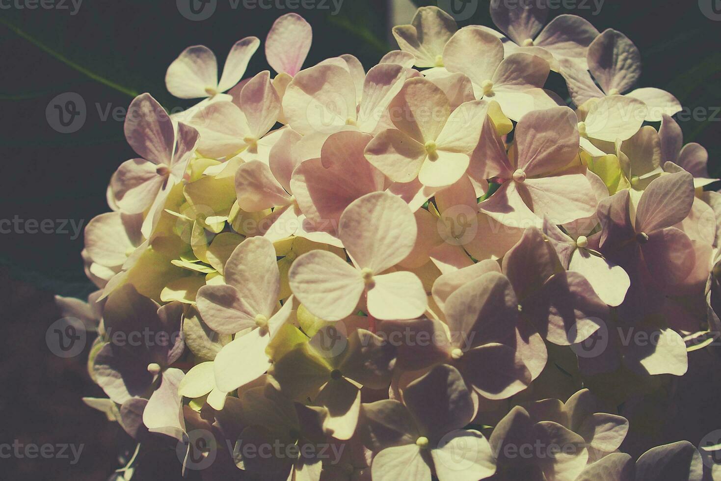 delicate pale pink hydrangea blooming in the summer garden illuminated by the warm sun photo