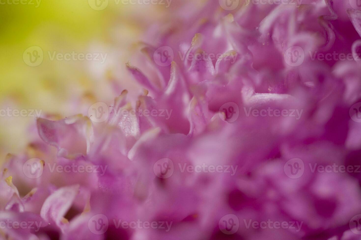 colorful delicate autumn flowers in a large close-up in the warm sunshine photo