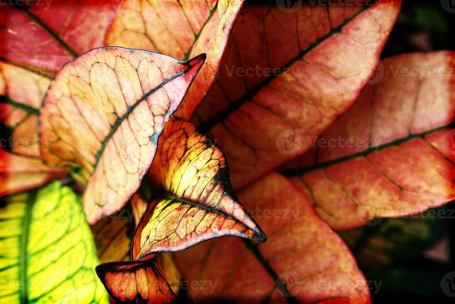 colorful leaves of plants in close-up creating an interesting and original background photo