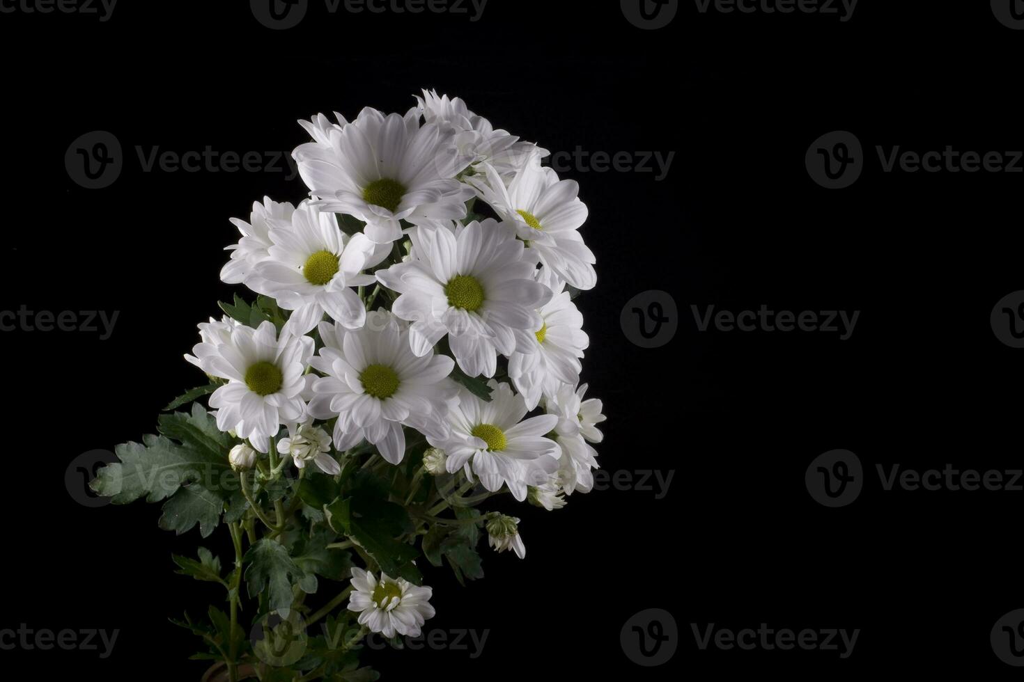 white delicate decorative flower chrysanthemum on a black smooth background photo