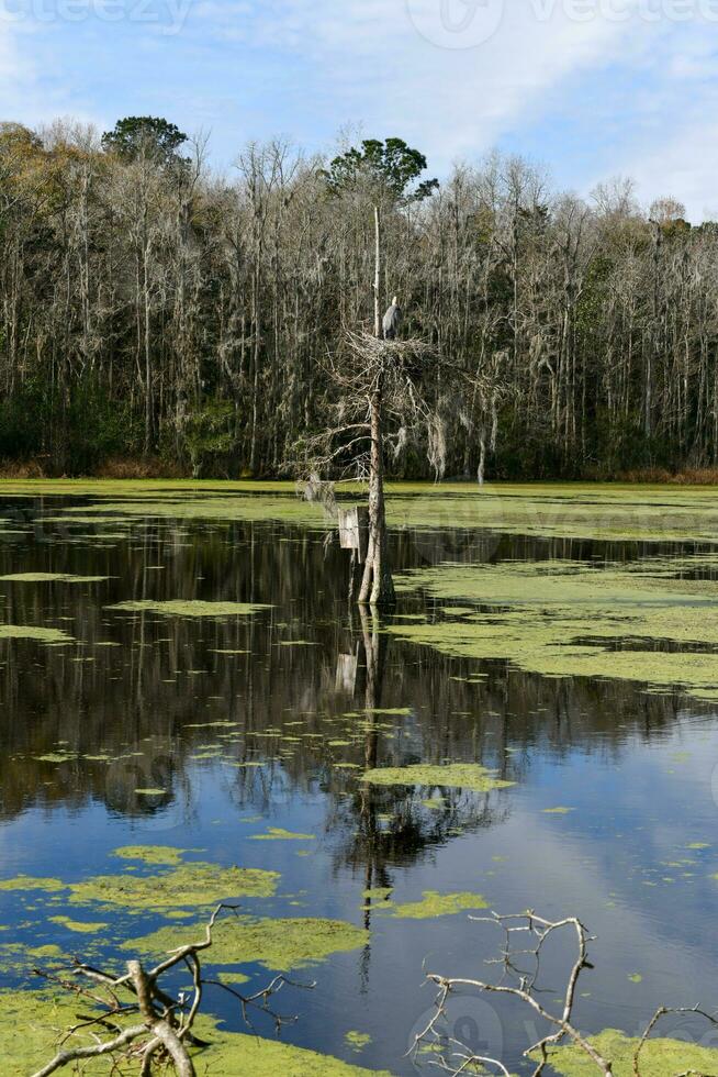 Magnolia Plantation View photo