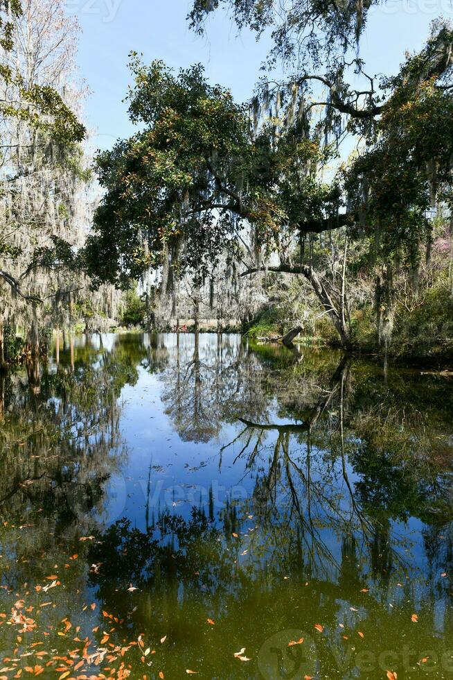 Magnolia Plantation View photo