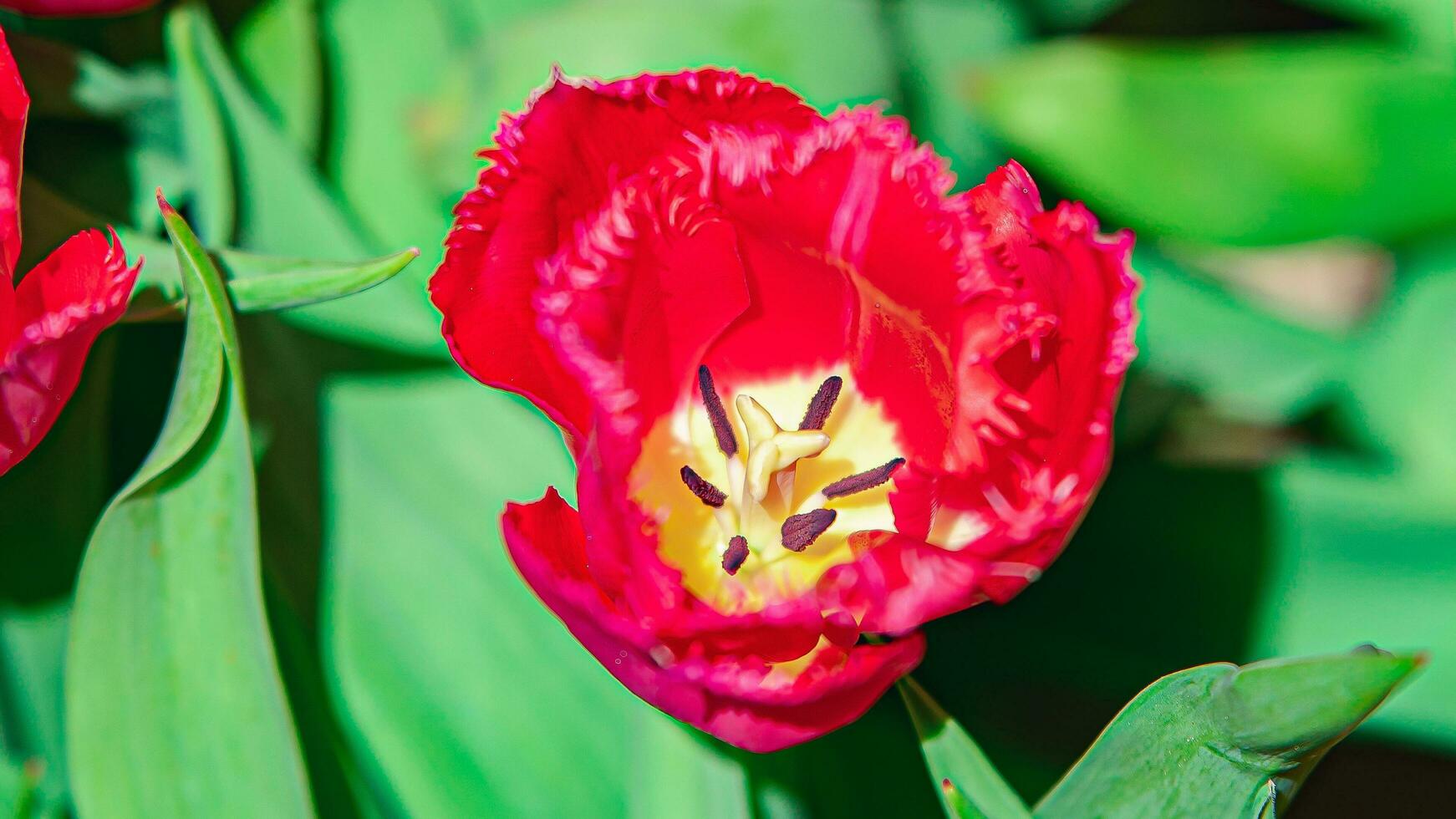 Blossoms in Bloom A Stunning Showcase of Park Garden Flowers photo