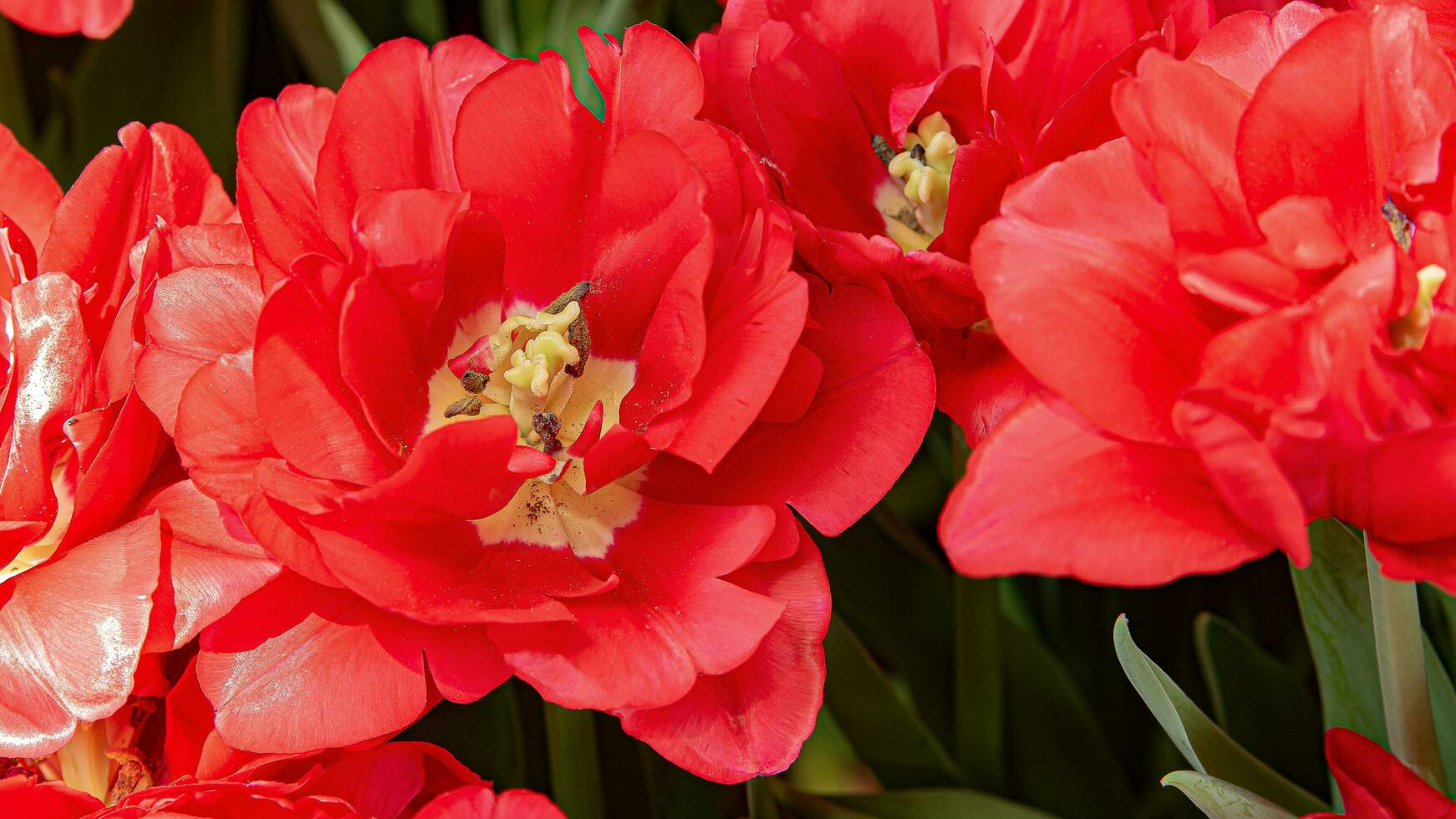 Blossoms in Bloom A Stunning Showcase of Park Garden Flowers photo