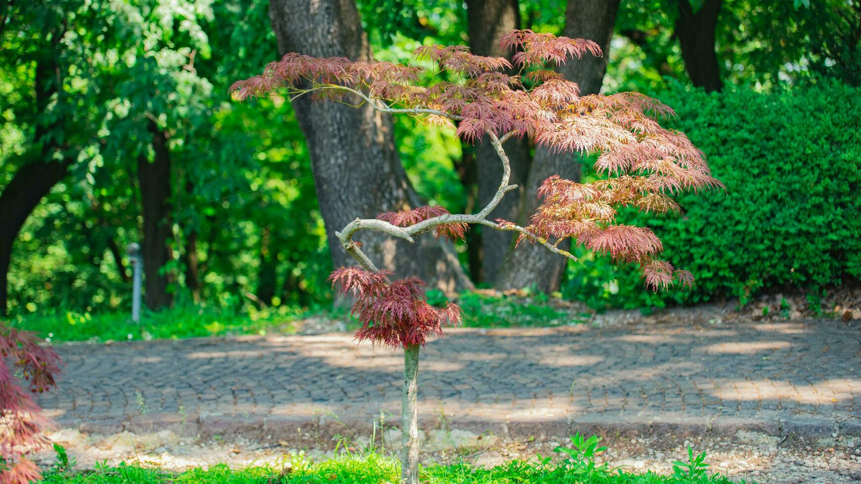 Blossoms in Bloom A Stunning Showcase of Park Garden Flowers photo