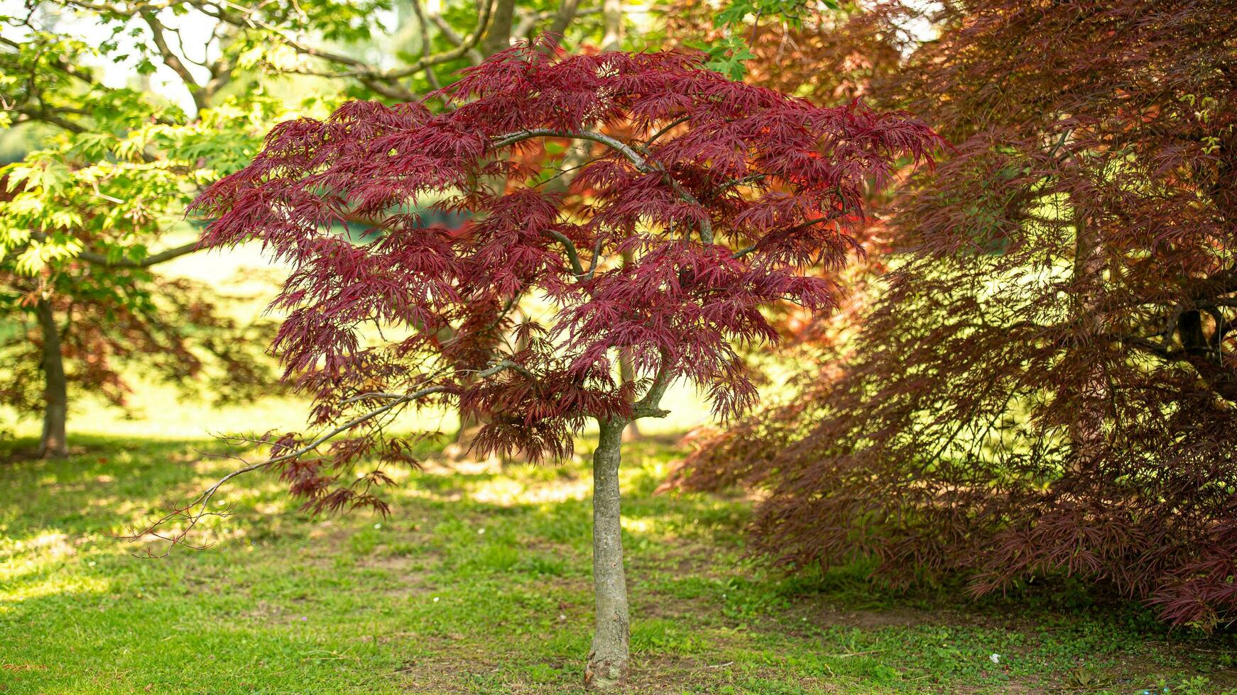 Blossoms in Bloom A Stunning Showcase of Park Garden Flowers photo