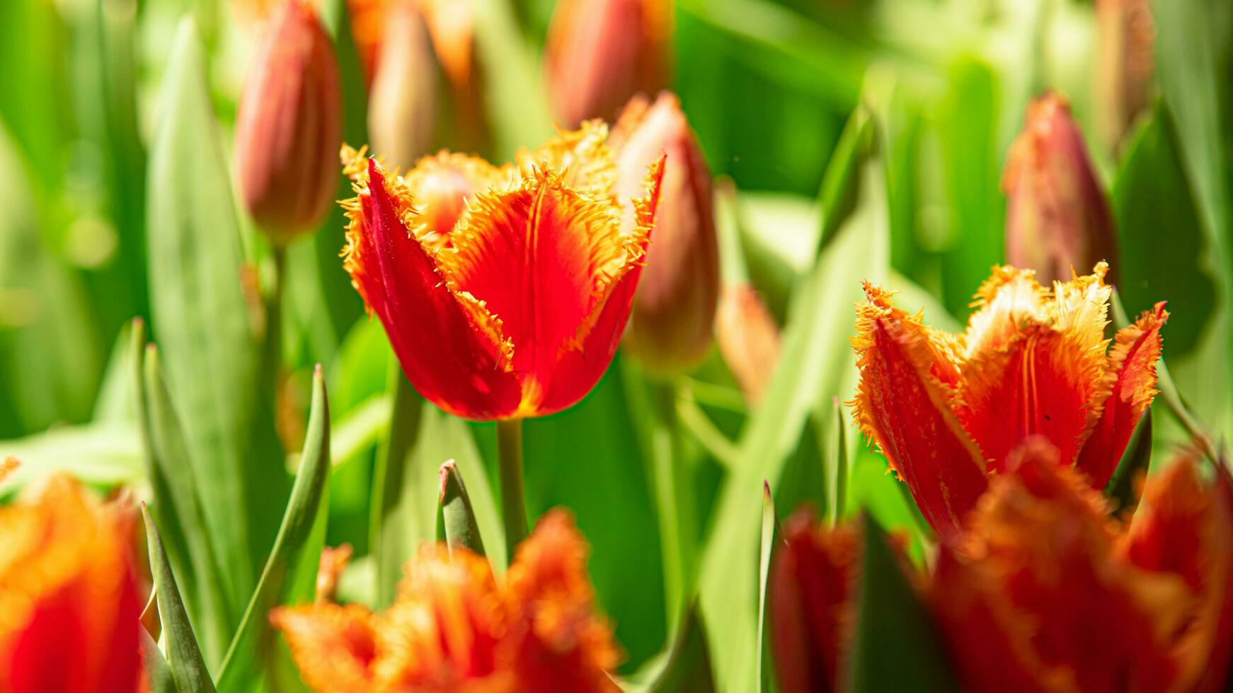 Blossoms in Bloom A Stunning Showcase of Park Garden Flowers photo