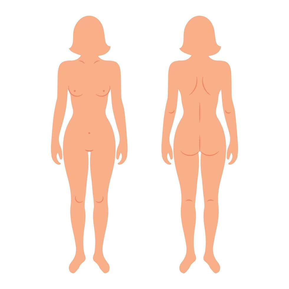 Back and front silhouettes of female human body. Anatomy. Medical and scientific concept. Illustration, vector