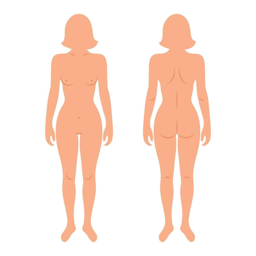 espalda y frente siluetas de hembra humano cuerpo. anatomía. médico y científico concepto. ilustración, vector