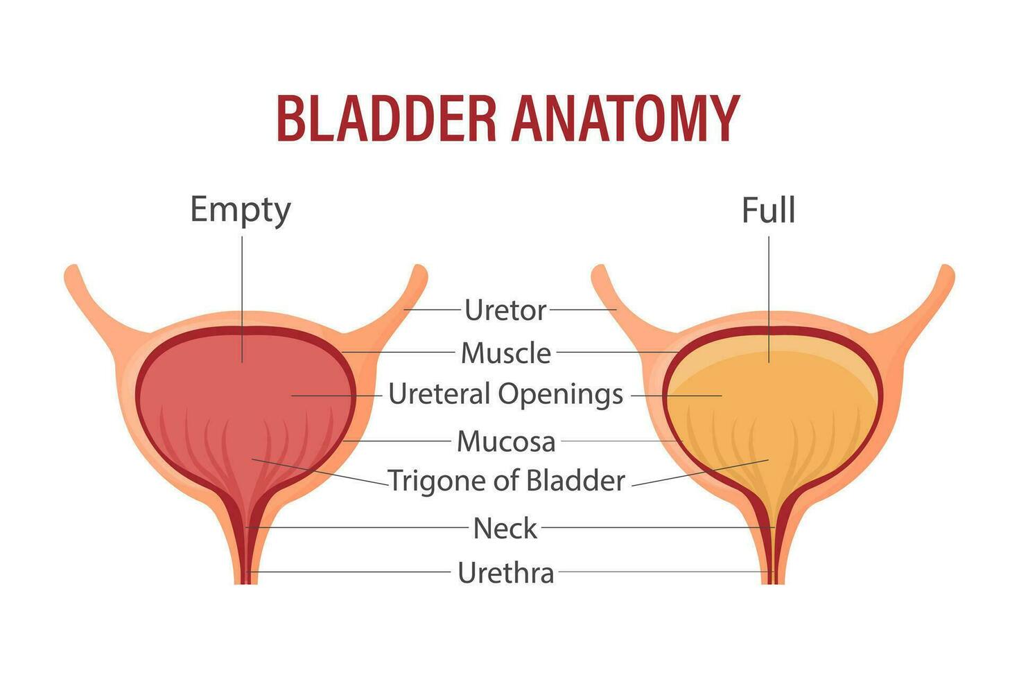 lleno y vacío vejiga. urinario vejiga con orina. anatomía de el humano Organo. medicamento, cuidado de la salud y ciencia. infografia bandera vector