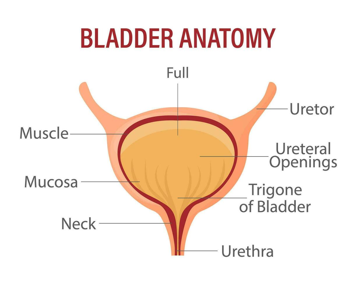 lleno vejiga. urinario vejiga con orina. anatomía de el humano Organo. medicamento, cuidado de la salud y ciencia. infografía bandera vector