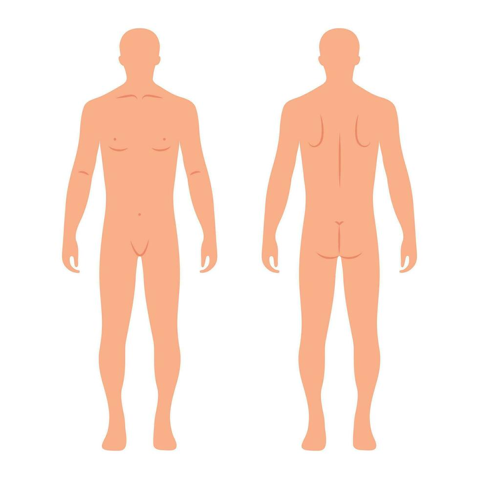 Male human body silhouettes from back and front. Anatomy. Medical and scientific concept. Illustration, vector