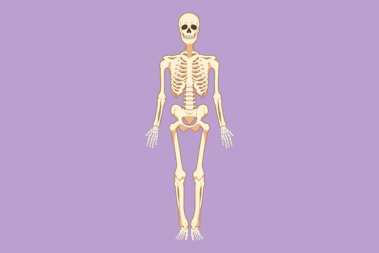 Cartoon flat style drawing front view of human skeleton image logo icon, useful for creating medical and scientific materials. Anatomy, medicine and biology concept. Graphic design vector illustration