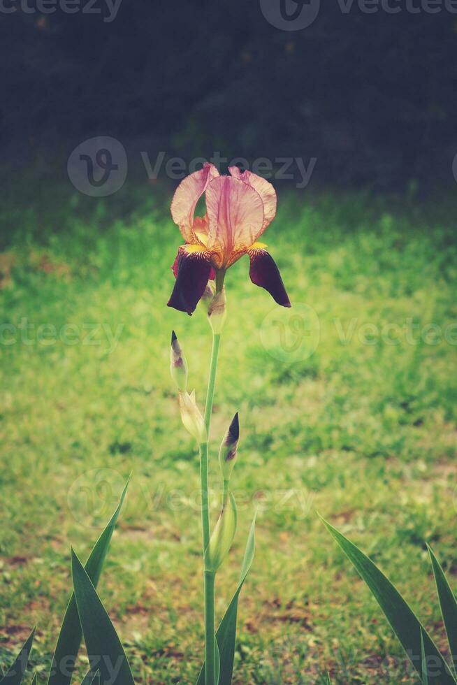 delicado natural vistoso iris flor creciente en el jardín entre verde césped foto