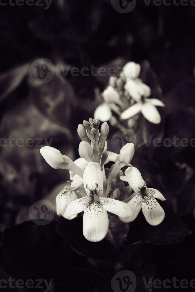 beautiful interesting little white flowers in the garden in close-up photo