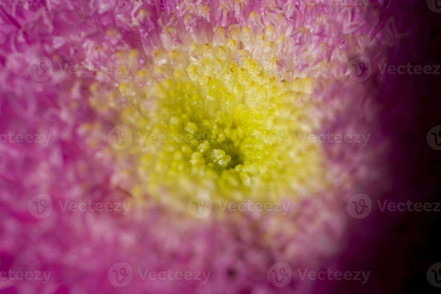 colorful delicate autumn flowers in a large close-up in the warm sunshine photo