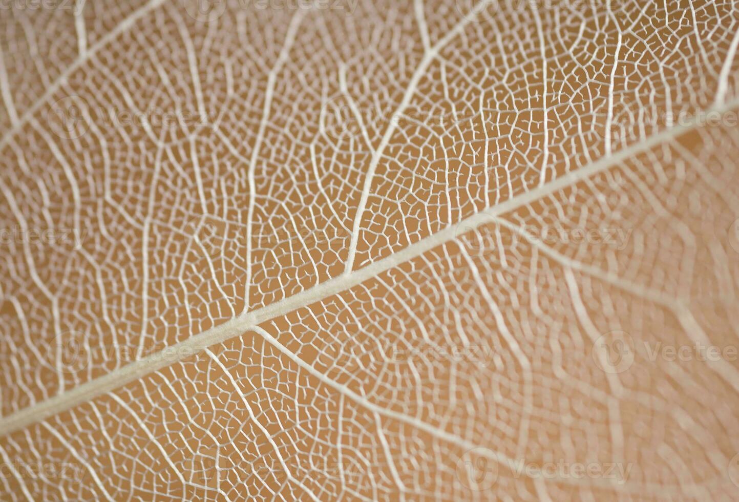 interesting natural background from a dry leaf with an original pattern photo