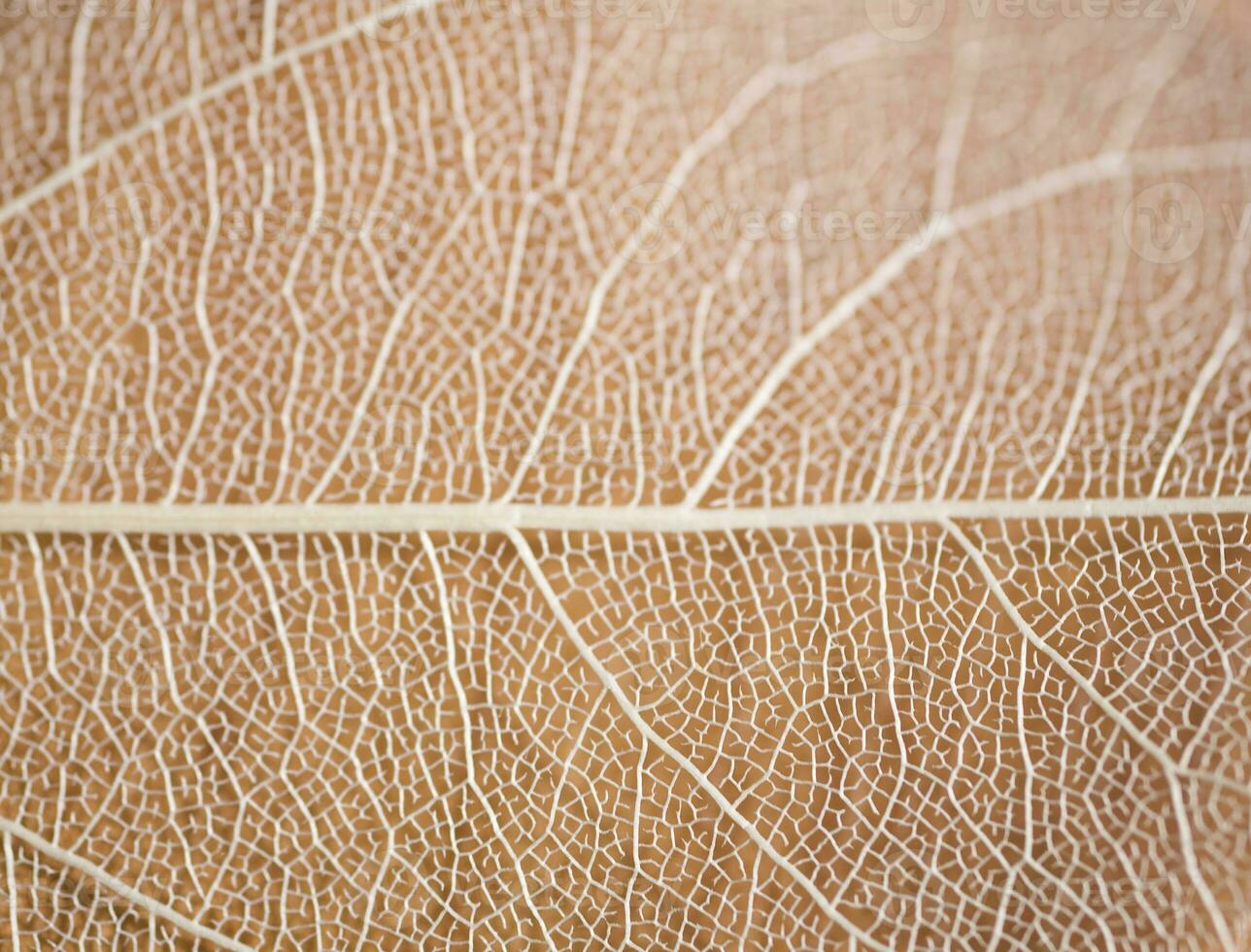 interesting natural background from a dry leaf with an original pattern photo