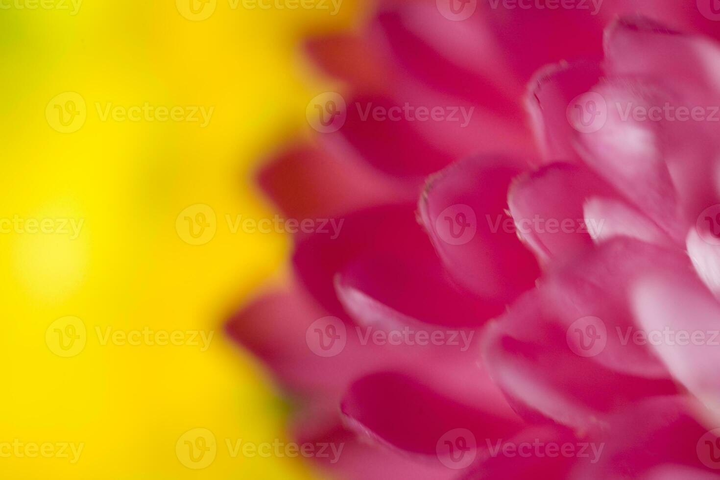colorful delicate autumn flowers in a large close-up in the warm sunshine photo