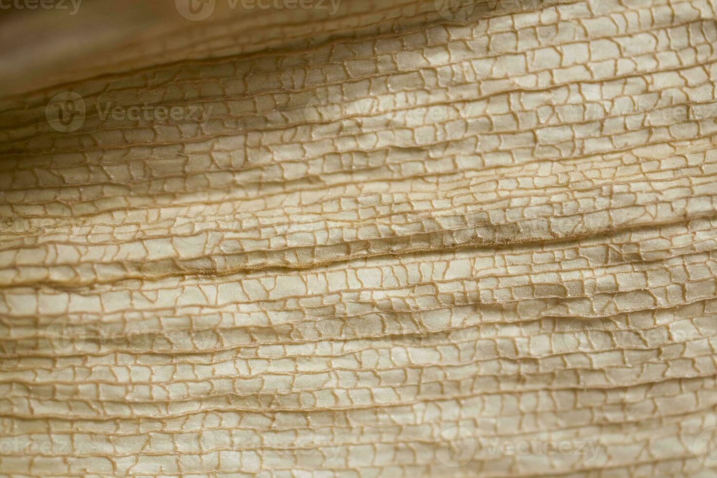 interesting natural background from a dry leaf with an original pattern photo