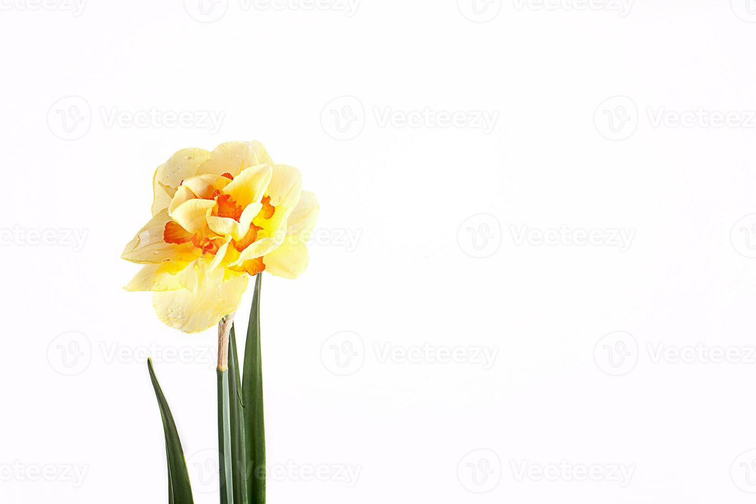 spring yellow daffodil flower isolated white background background in close-up photo