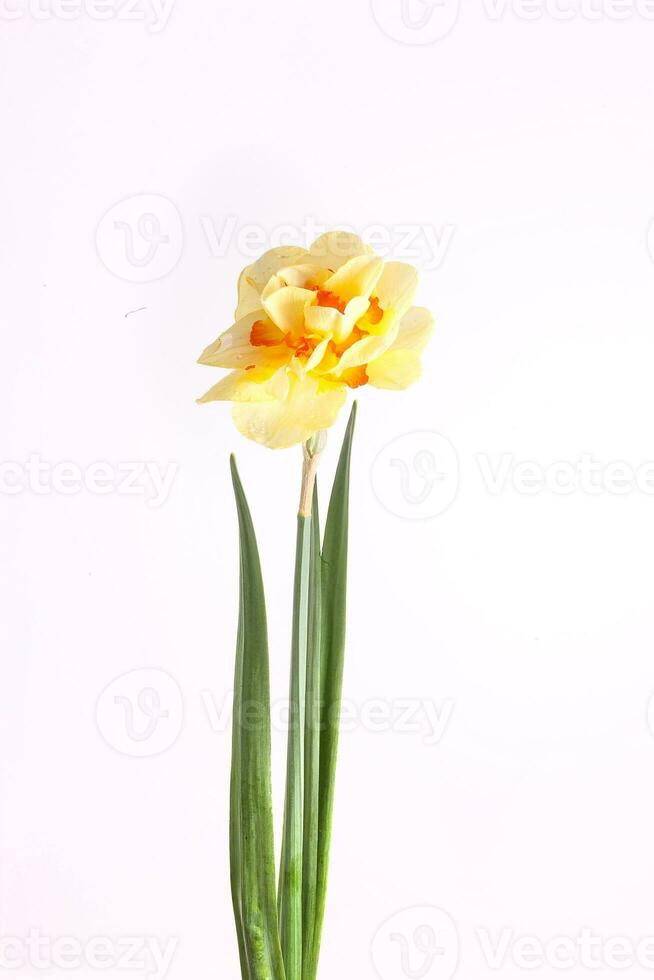 spring yellow daffodil flower isolated white background background in close-up photo