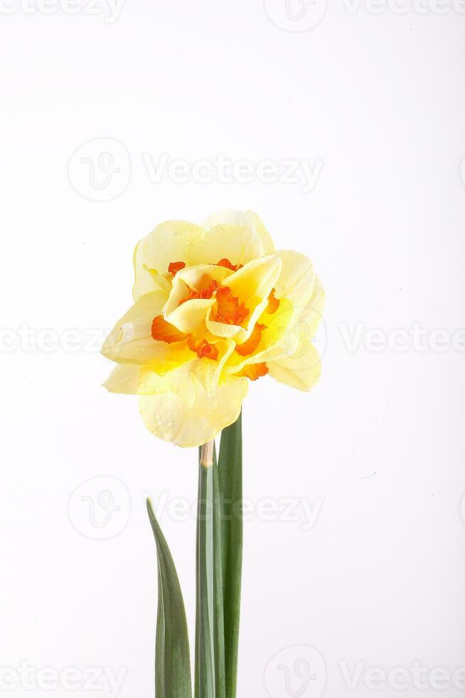 spring yellow daffodil flower isolated white background background in close-up photo