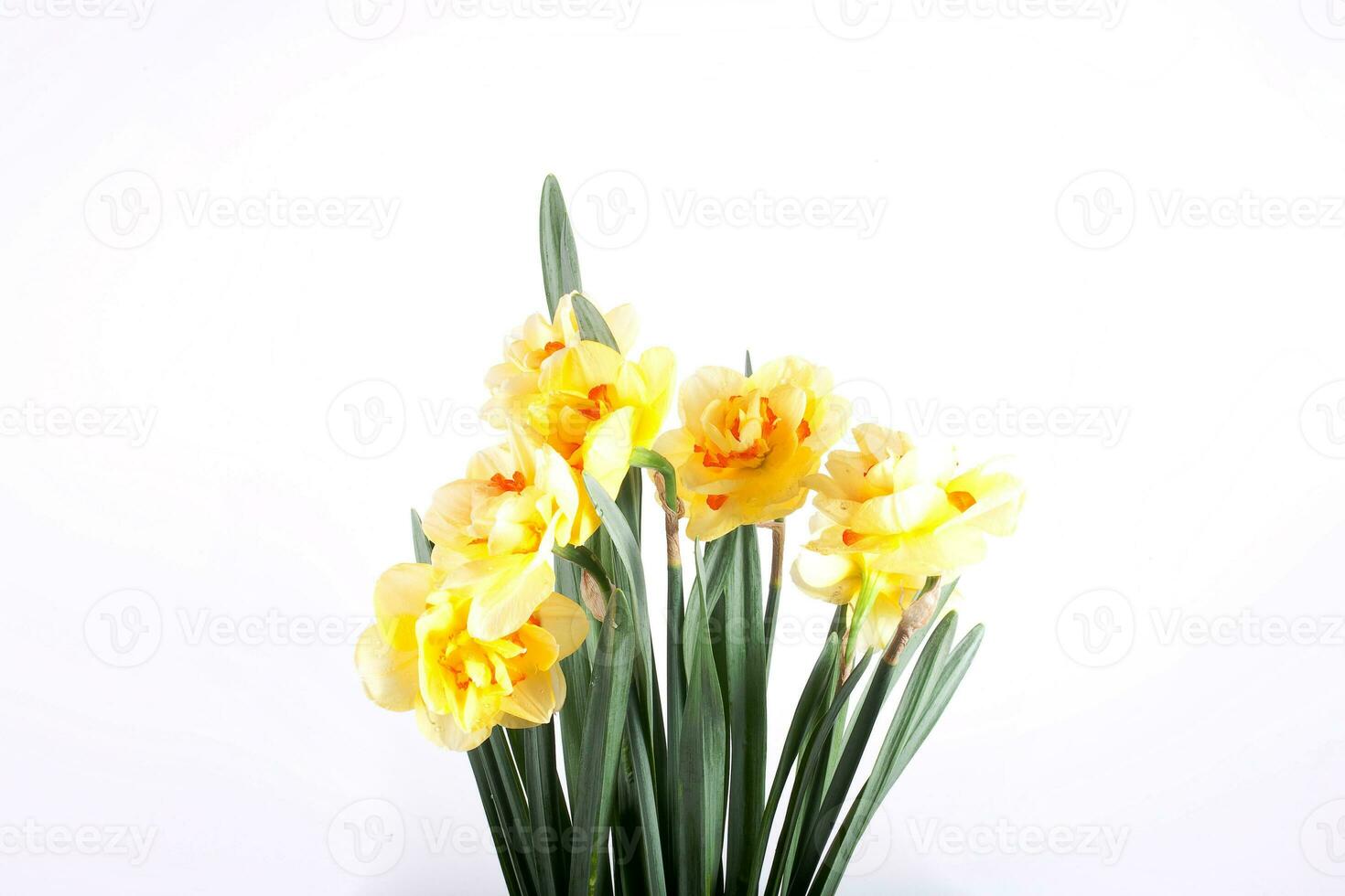 spring yellow daffodil flower isolated white background background in close-up photo