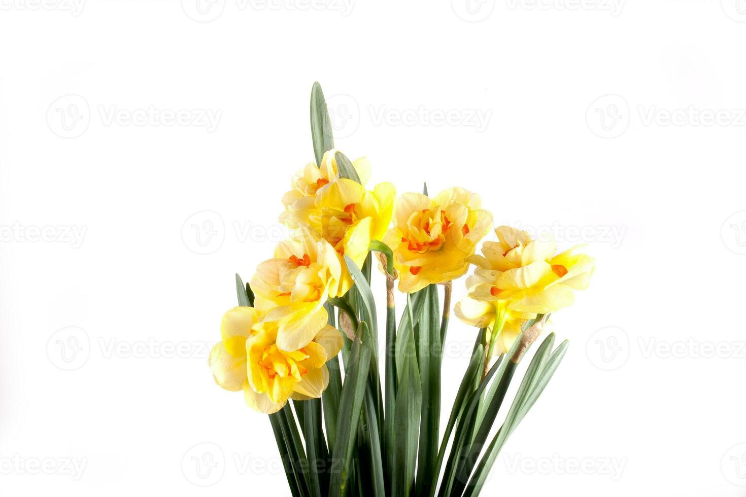 spring yellow daffodil flower isolated white background background in close-up photo