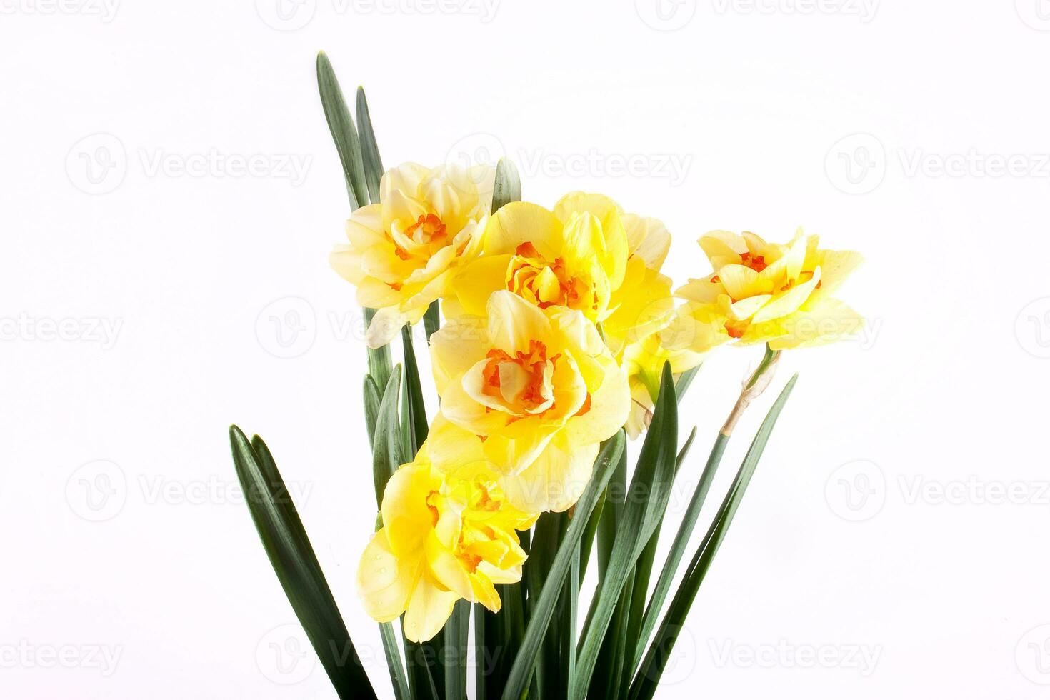 spring yellow daffodil flower isolated white background background in close-up photo