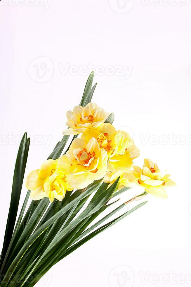 spring yellow daffodil flower isolated white background background in close-up photo