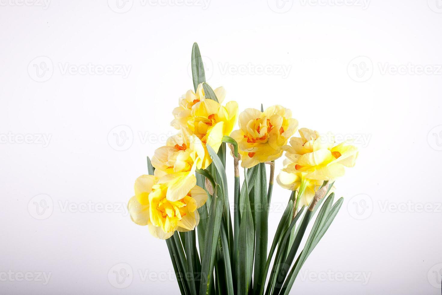spring yellow daffodil flower isolated white background background in close-up photo