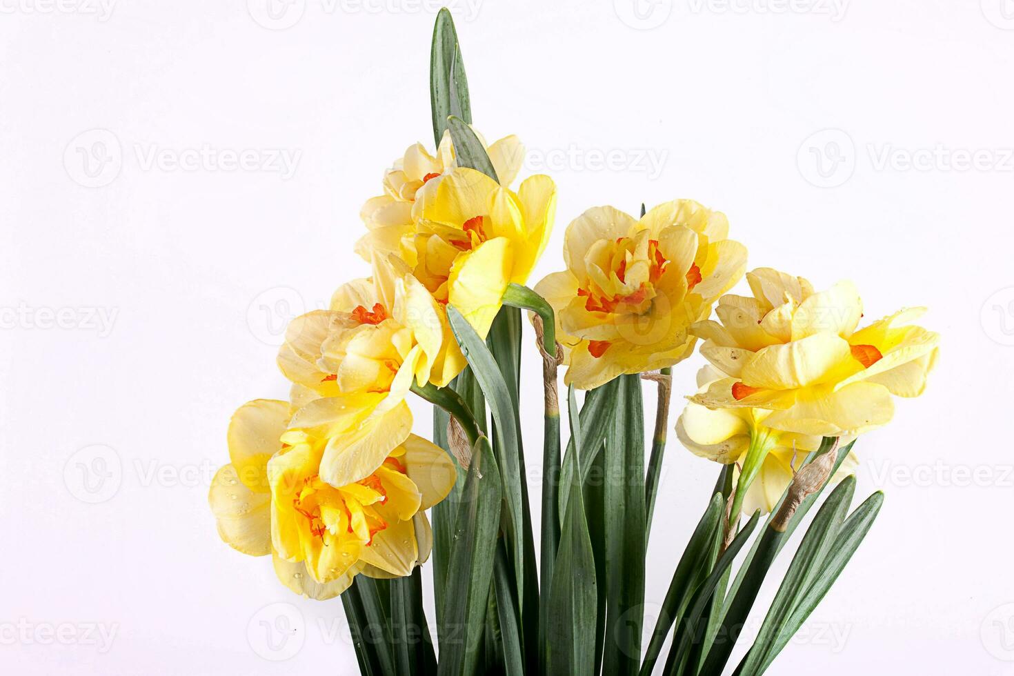 spring yellow daffodil flower isolated white background background in close-up photo