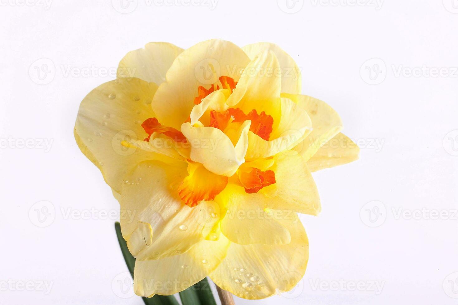 spring yellow daffodil flower isolated white background background in close-up photo