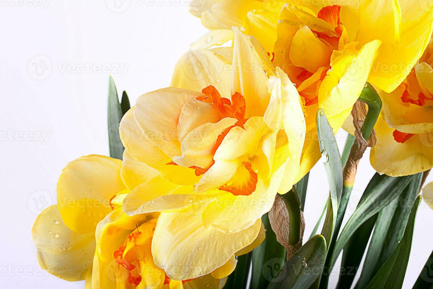 spring yellow daffodil flower isolated white background background in close-up photo