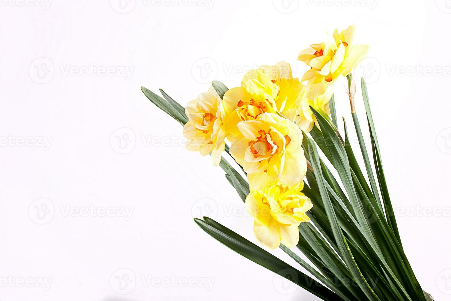 spring yellow daffodil flower isolated white background background in close-up photo