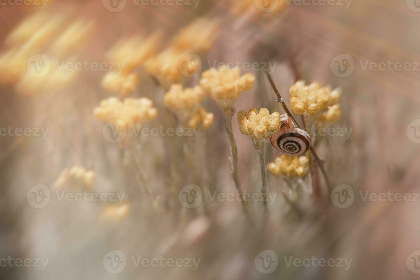 summer sunburned meadow in warm sun in spain photo