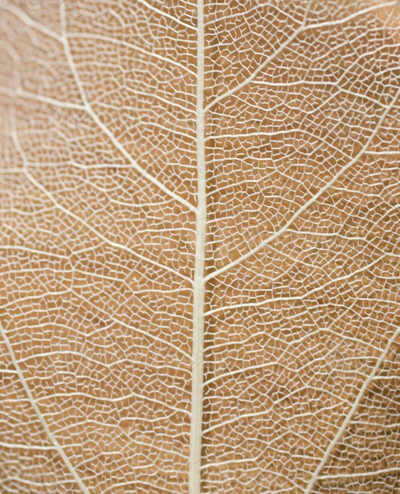 interesting natural background from a dry leaf with an original pattern photo