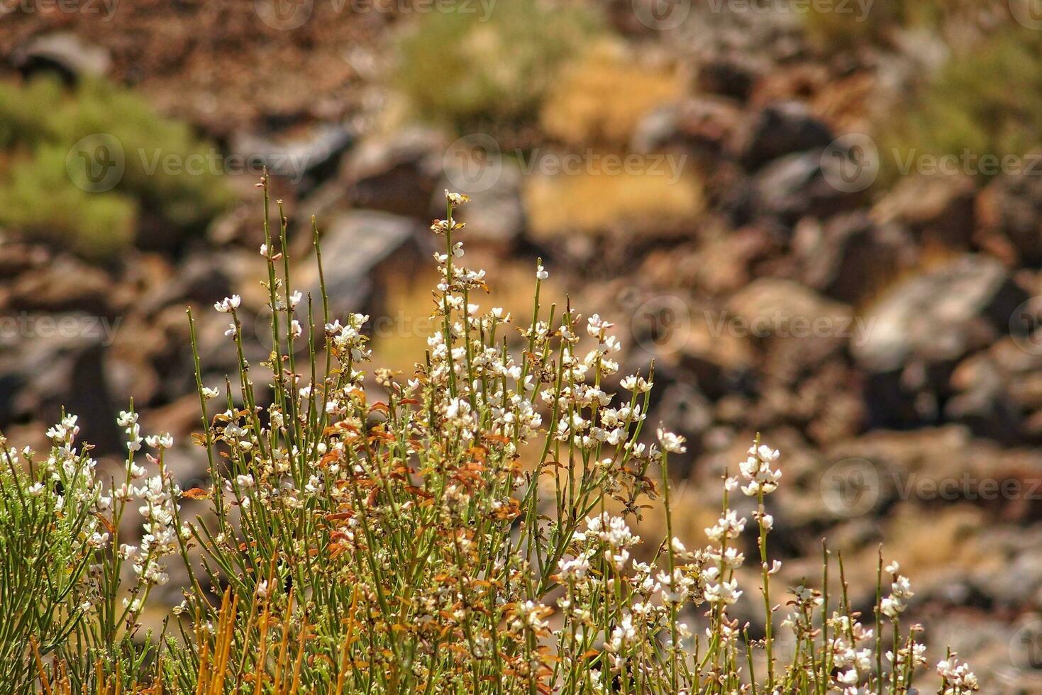 interesante original planta creciente en el pendientes de el teide volcán en el Español canario isla tenerife en de cerca en un calentar verano día foto