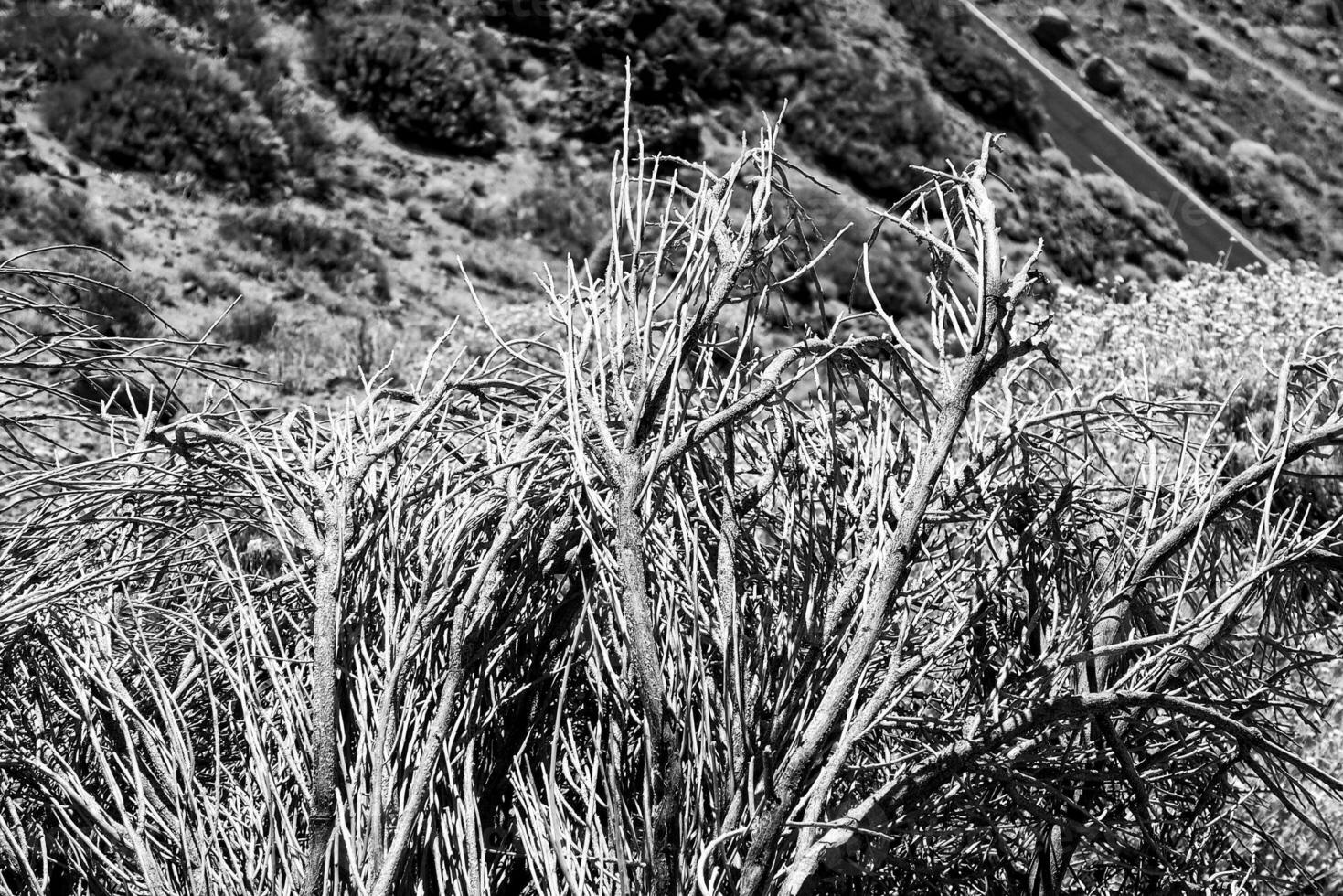 interesting original plant growing on the slopes of the Teide volcano on the Spanish Canary Island Tenerife in close-up on a warm summer day photo
