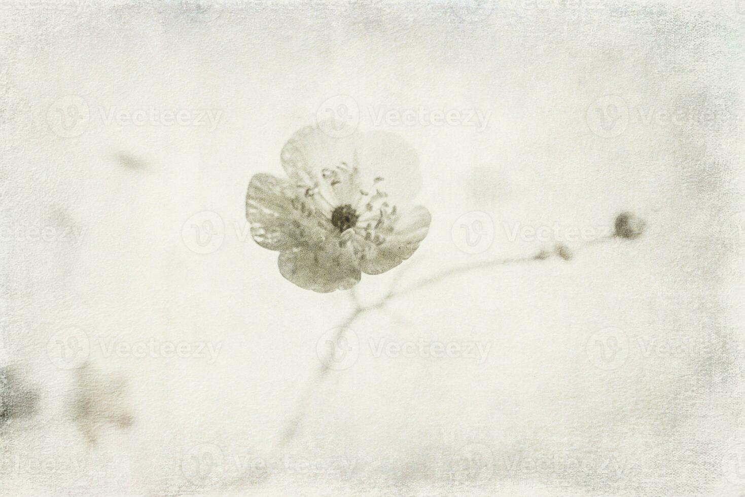 small original delicate free field flowers on a light background photo