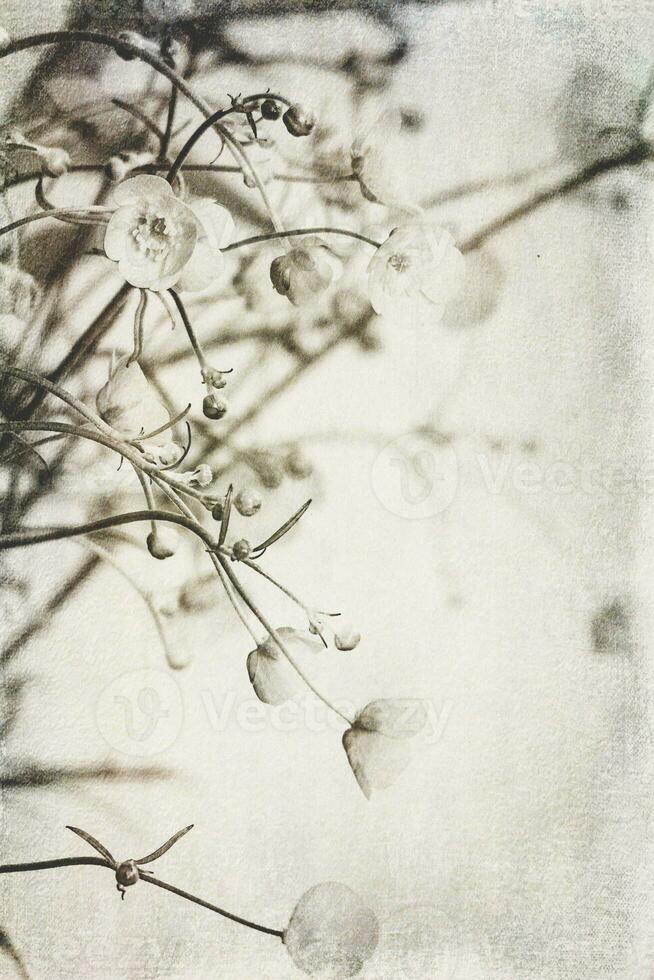 small original delicate free field flowers on a light background photo