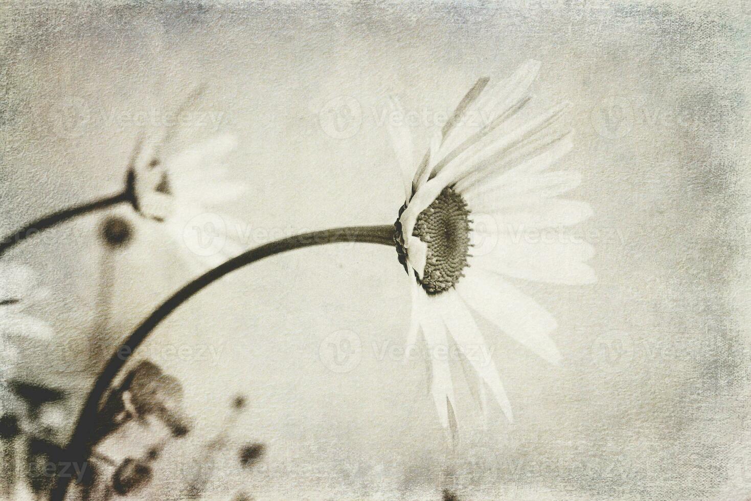 small original delicate free field  camomile flowers on a light background photo